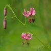 Lilie zlatohlava - Lilium martagon 0255